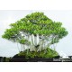 Kimeng (Ficus Microcarpha)